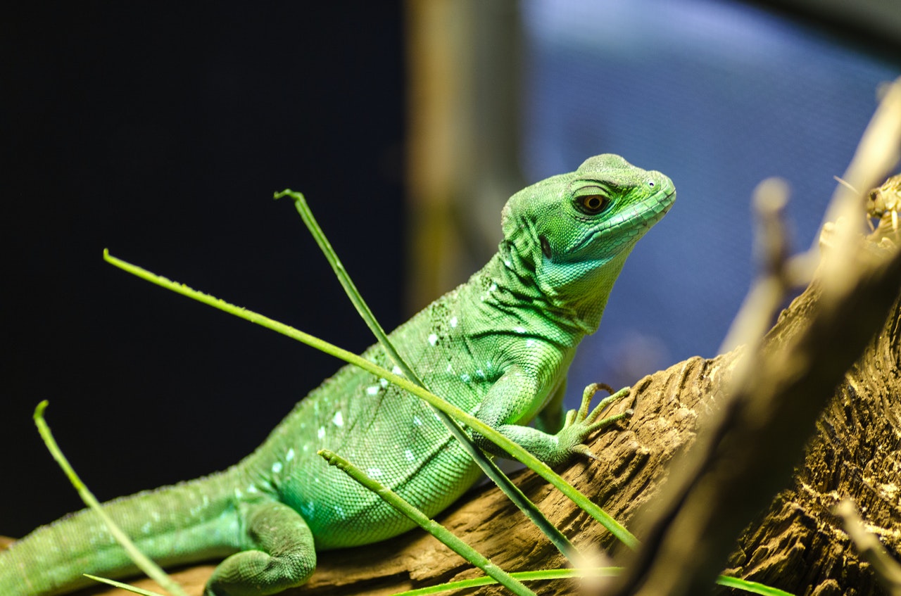 How to keep a gecko at home. All About Geckos: Gecko Facts. Nutrition and behavior in nature