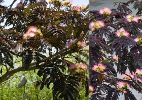 Tips for Growing and Care of Chocolate Mimosa Trees