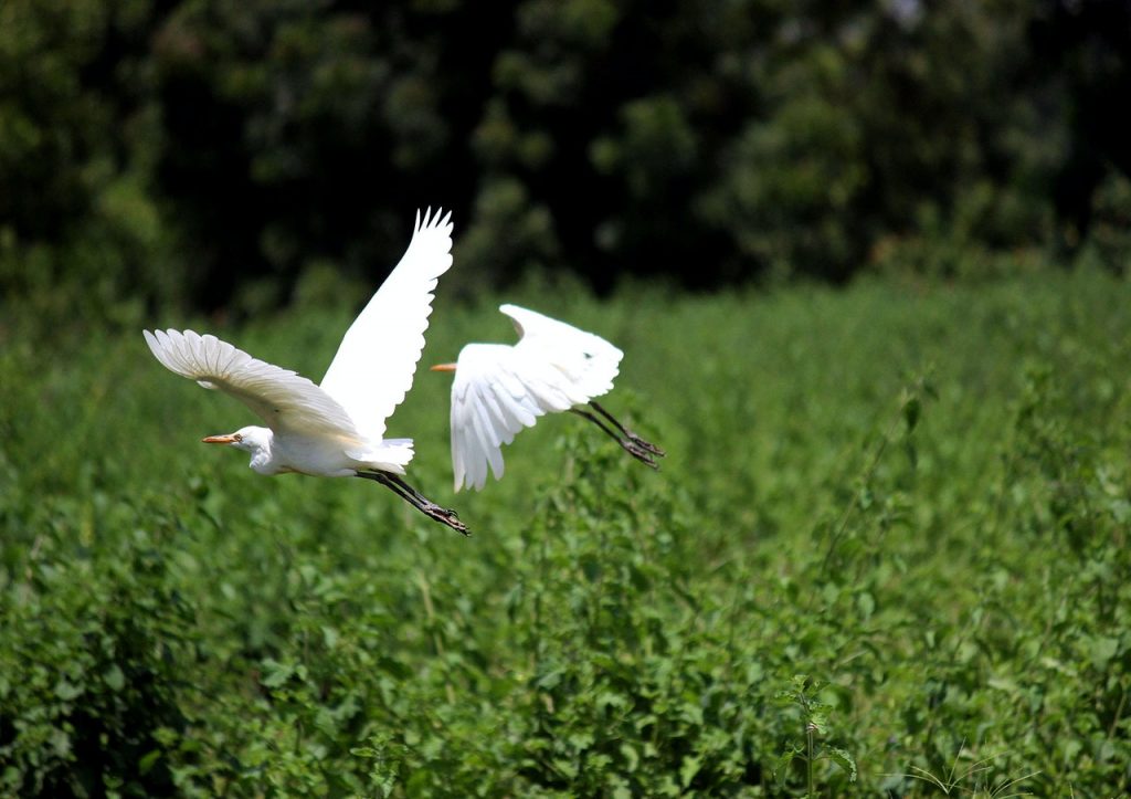 Benefits of Wetlands - Environmental Mag