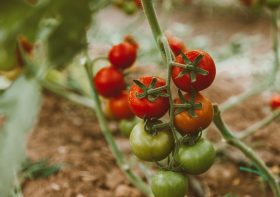 A Quick Guide to Tomato Fertilizer